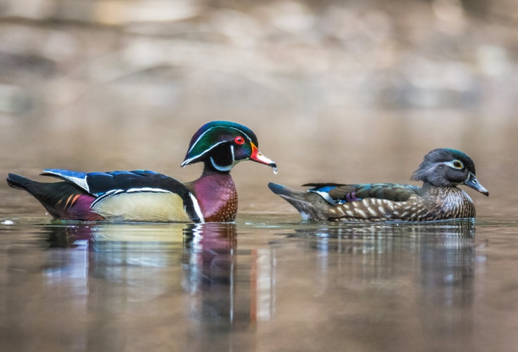 Wood Duck pair