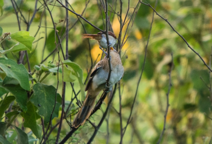 Yellow-Chinned Spinetail feeding a Juvenile Striped Cuckoo