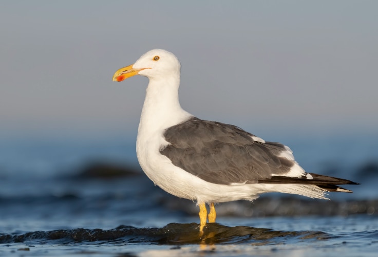 Yellow-Footed Gull (Larus livens)