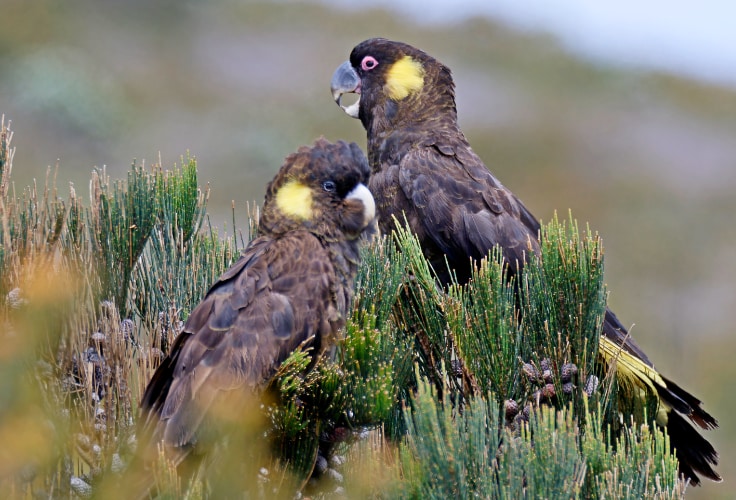 Yellow-Tailed Black Cockatoo pair