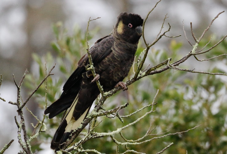 Yellow-Tailed Black Cockatoo (Zanda funerea)