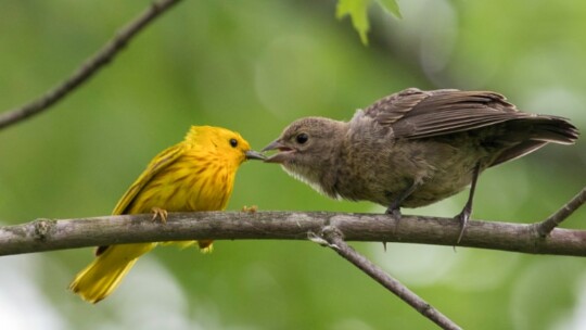 Yellow Warbler feeding a Brown-headed Cowbird fledgling