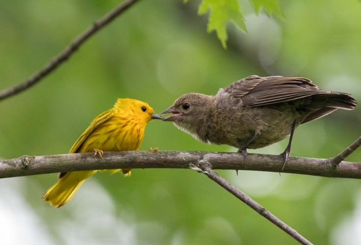 Yellow Warbler feeding a Brown-headed Cowbird fledgling