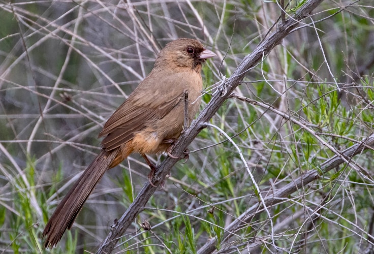 Abert's Towhee (Melozone aberti)