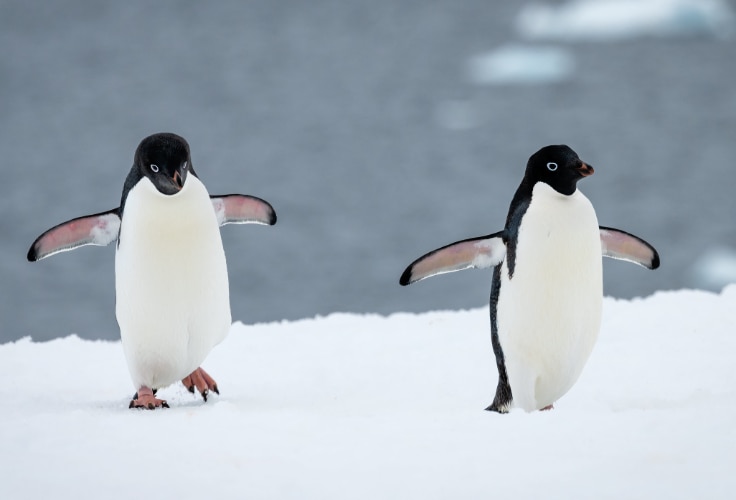 Adelie Penguins