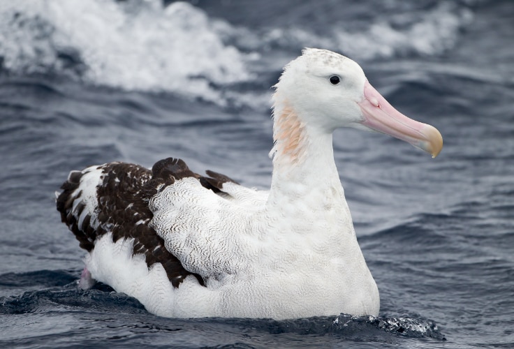 Adult Snowy Albatross