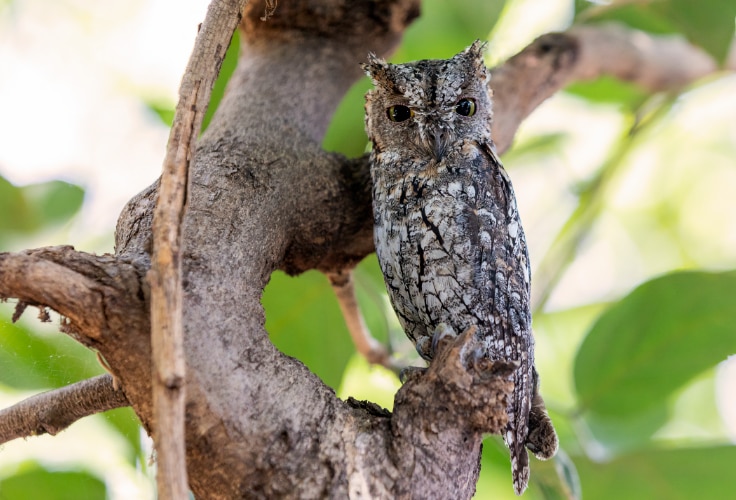 African Scops-Owl (Otus senegalensis)