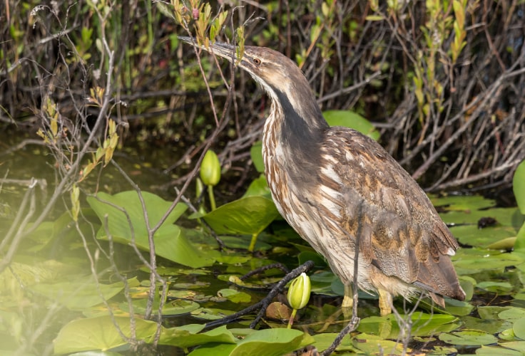 American Bittern (Botaurus lentiginosus)