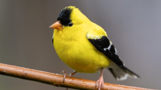 American Goldfinch (Spinus tristis)