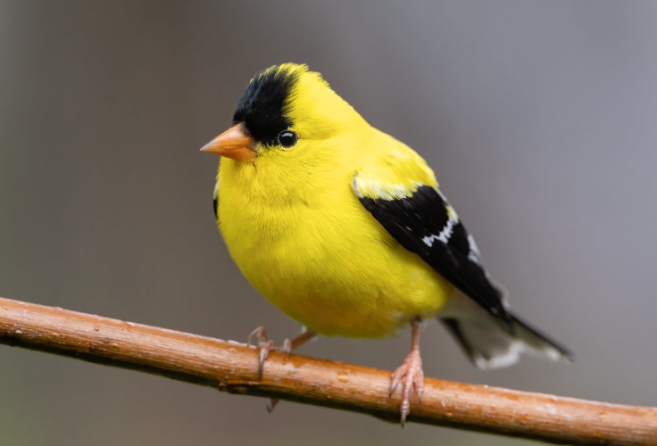 American Goldfinch (Spinus tristis)