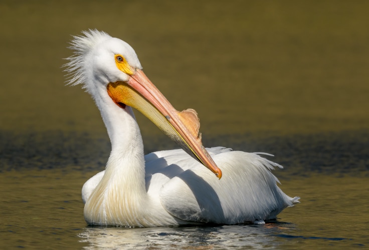 American White Pelican (Pelecanus erythrorhynchos)