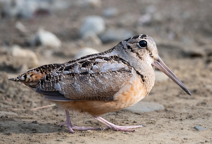 American Woodcock (Scolopax minor)