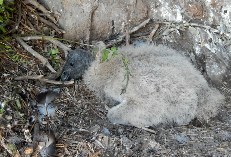 Andean Condor chick
