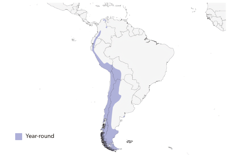 Andean Condor distribution map