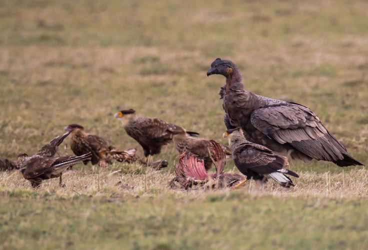 Young male Andean Condor feeding with caracaras at a carcass