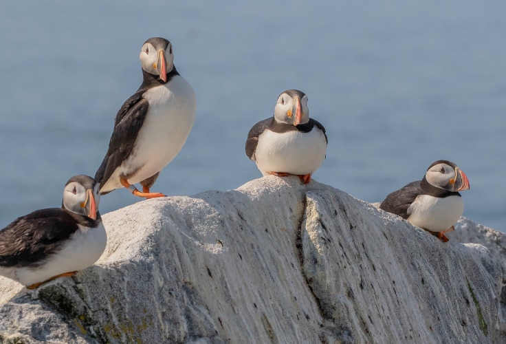Atlantic Puffins on Machias Seal Island, Maine