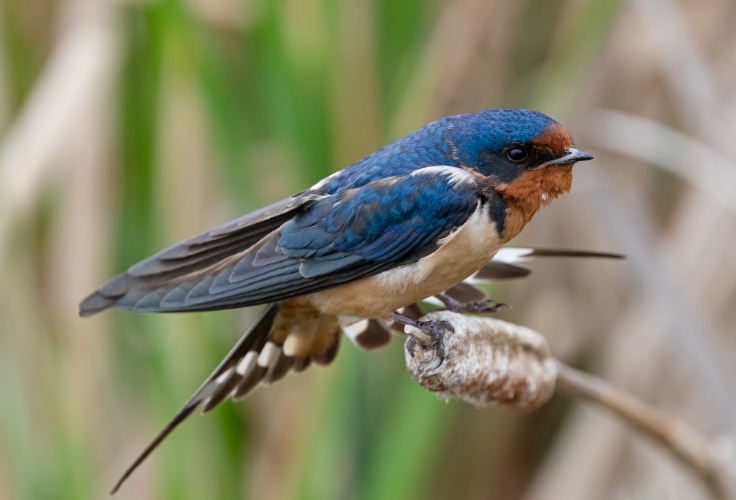 Barn Swallow (Hirundo rustica)