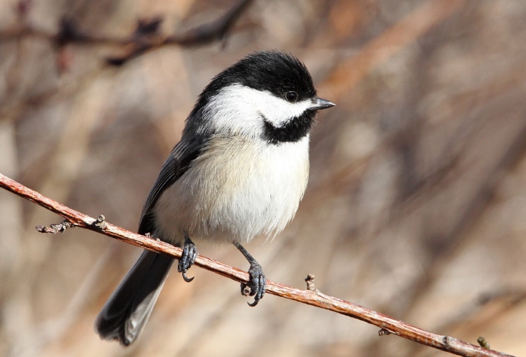 Black-Capped Chickadee (Poecile atricapillus)