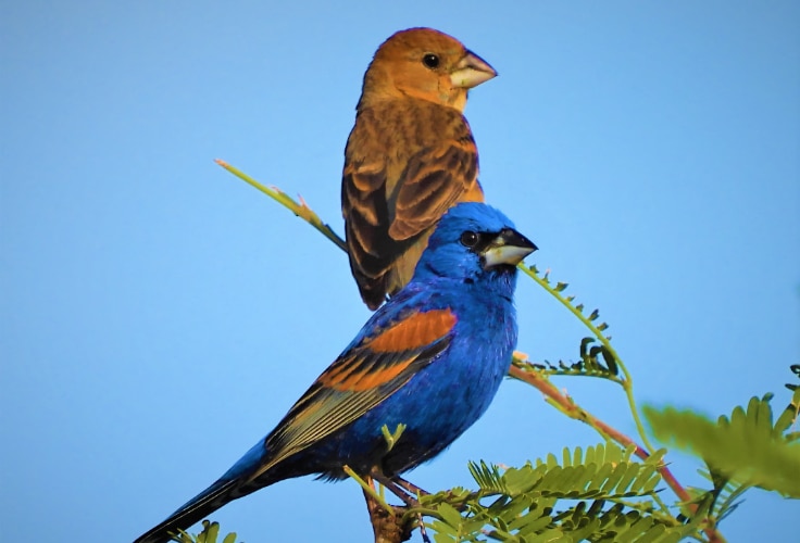 Blue Grosbeak pair
