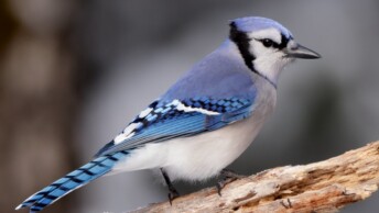 Blue Jay (Cyanocitta cristata)