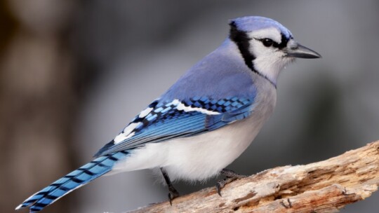 Blue Jay (Cyanocitta cristata)