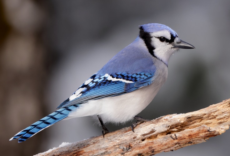 Blue Jay (Cyanocitta cristata)