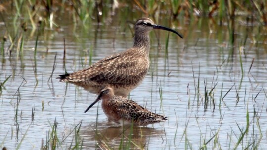 Brown birds with long bills