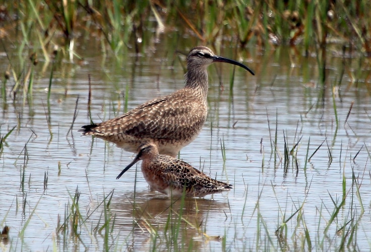 Brown birds with long bills