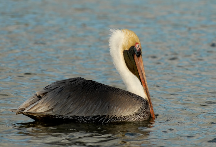 Brown Pelican (Pelecanus occidentalis)