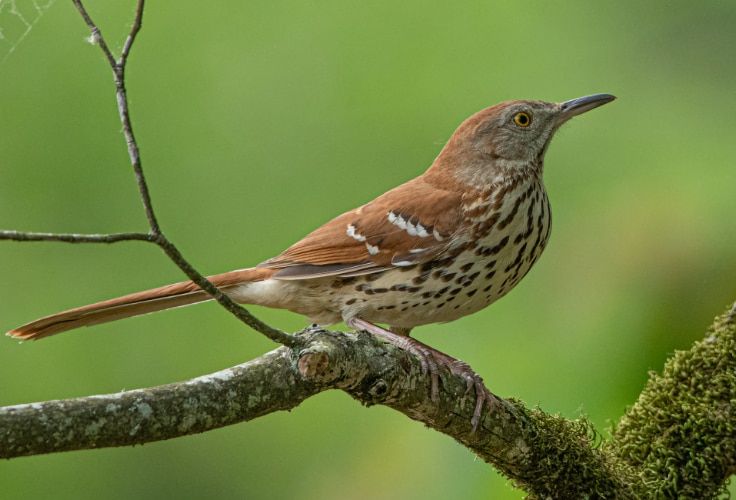 Brown Thrasher (Toxostoma rufum)