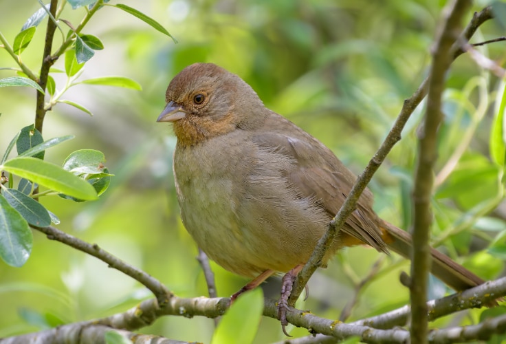 California Towhee (Melozone crissalis)