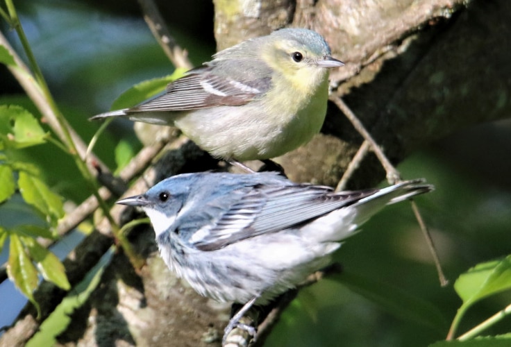 Cerulean Warbler pair