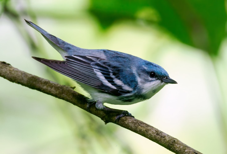 Cerulean Warbler (Setophaga cerulea)