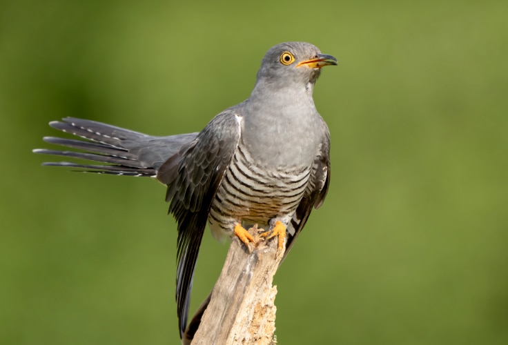 Common Cuckoo (Cuculus canorus)