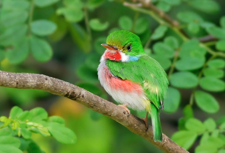 Cuban Tody (Todus multicolor)