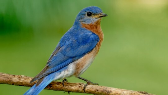 Eastern Bluebird (Sialia sialis)