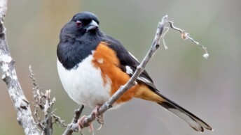 Eastern Towhee (Pipilo erythrophthalmus)