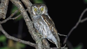 Elf Owl (Micrathene whitneyi)