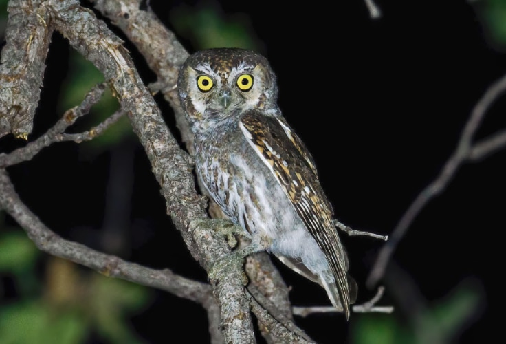 Elf Owl (Micrathene whitneyi)