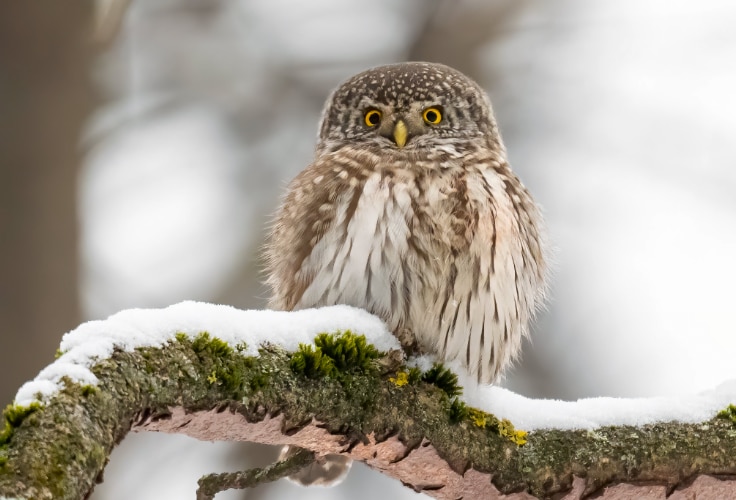Eurasian Pygmy-Owl (Glaucidium passerinum)