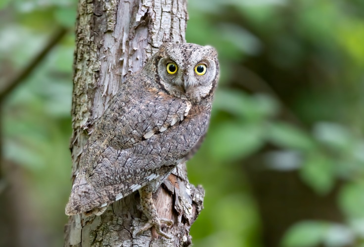 Eurasian Scops-Owl (Otus scops)