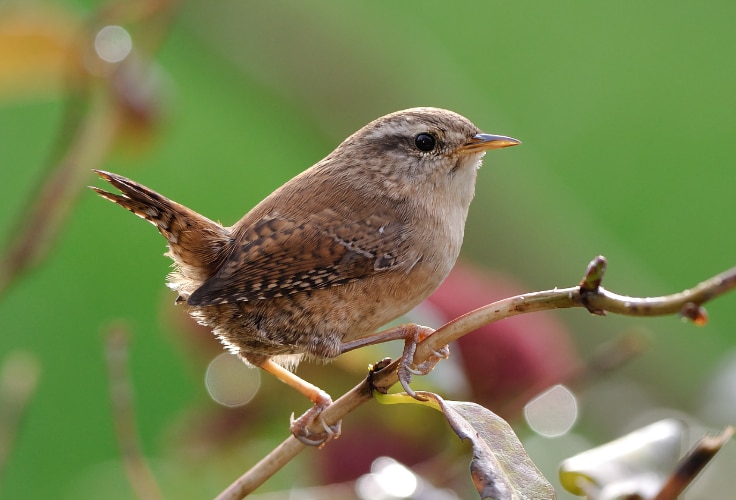 Eurasian Wren (Troglodytes troglodytes)