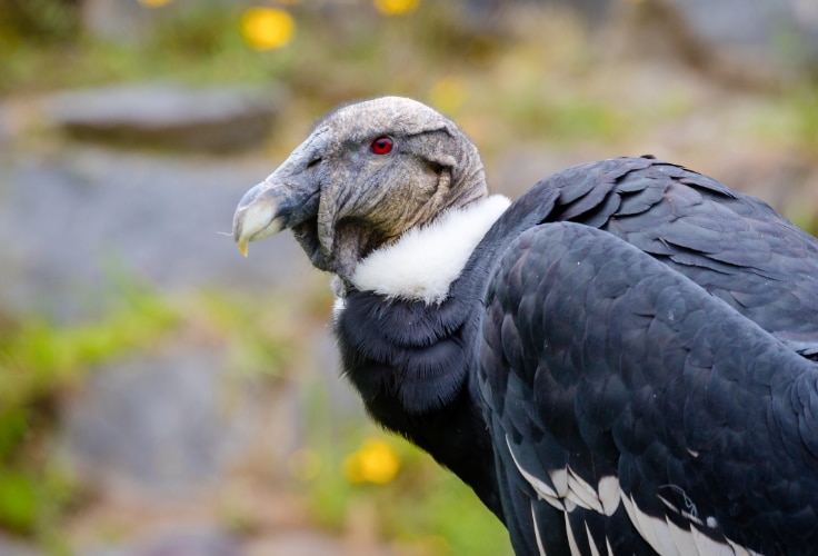 Close-up of an adult female Andean Condor