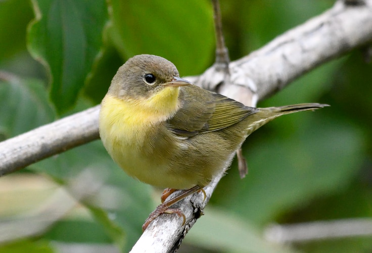 Female Common Yellowthroat