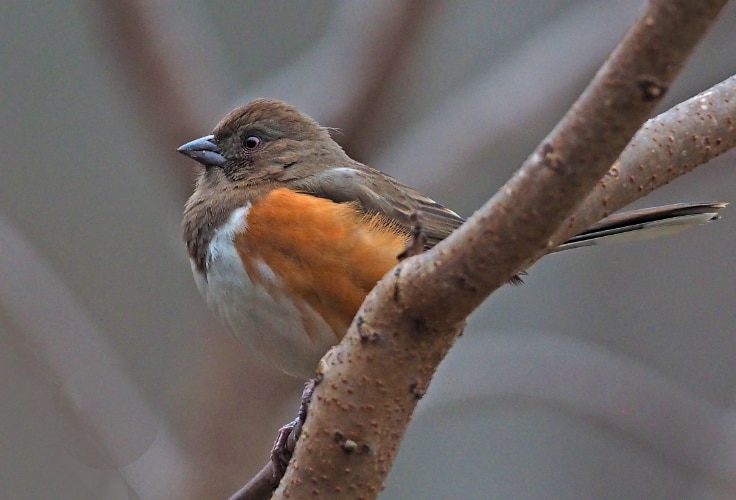 Female Eastern Towhee