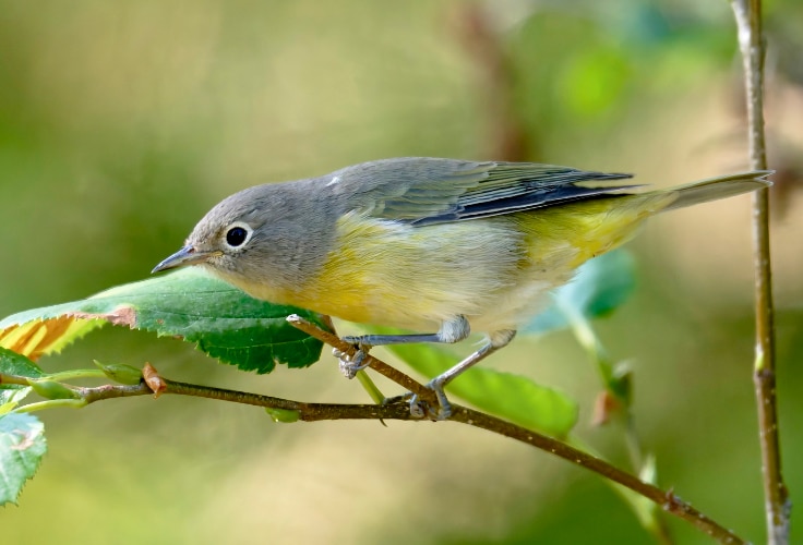 Female Nashville Warbler