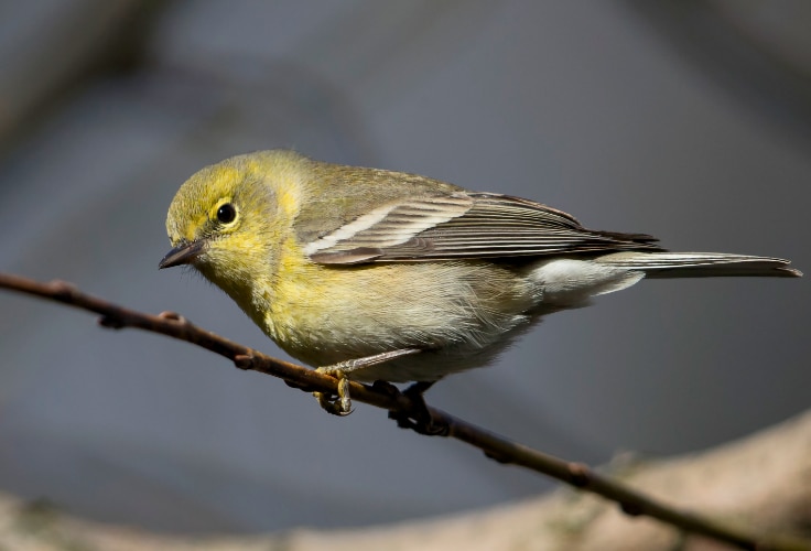 Female Pine Warbler