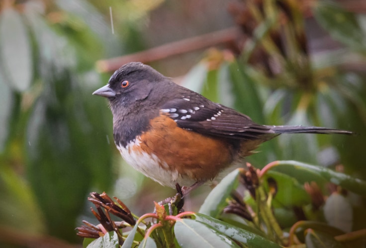 Female Spotted Towhee