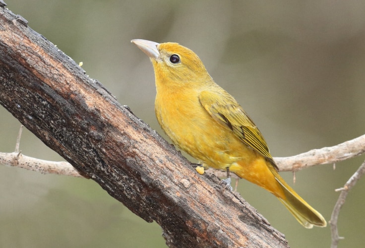 Female Summer Tanager