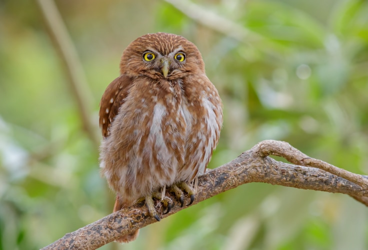 Ferruginous Pygmy-Owl (Glaucidium brasilianum)